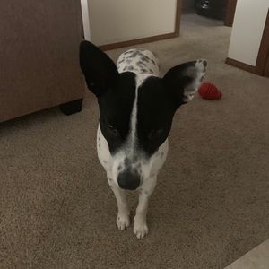 Meet your Posher, Steven